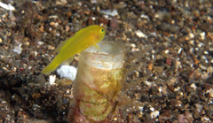 Lubricogobius exiguus