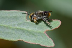 Megachile chrysopyga