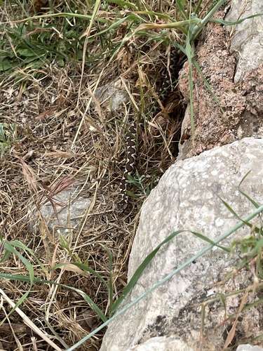 Nose-horned Viper