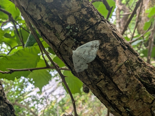 Clouded Silver