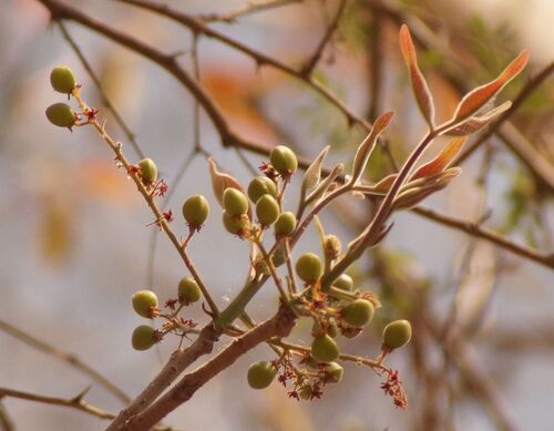 Bursera grandifolia (Schltdl.) Engl.