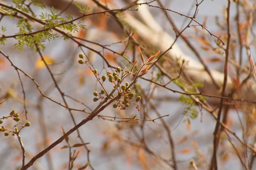 Bursera grandifolia (Schltdl.) Engl. 2