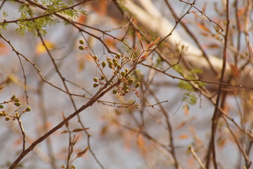 Bursera grandifolia (Schltdl.) Engl. 3
