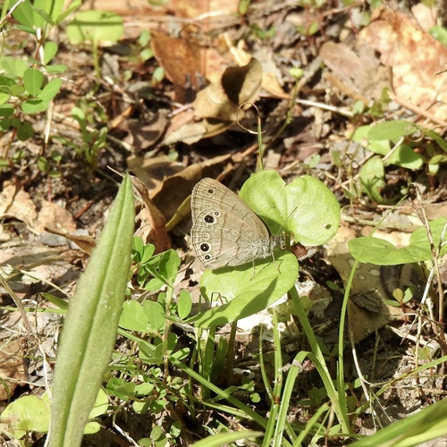 Carolina Satyr photo 4