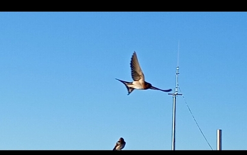 Eastern Welcome Swallow