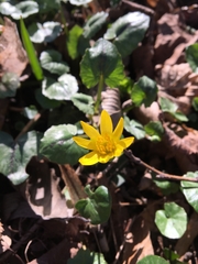 Ficaria verna
