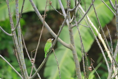 Psilopogon faiostrictus