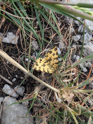 Speckled Yellow