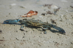 Callinectes pallidus