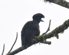 Cephalopterus penduliger