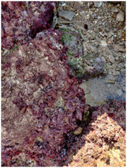 Ellisolandia elongata