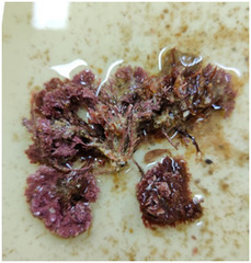 Ellisolandia elongata