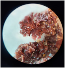 Ellisolandia elongata