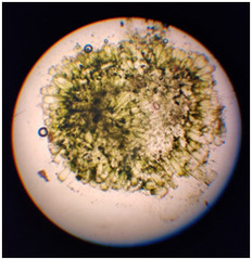 Ellisolandia elongata