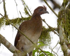 Ortalis erythroptera