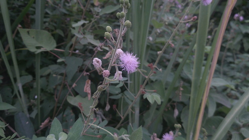 Mimosa albida