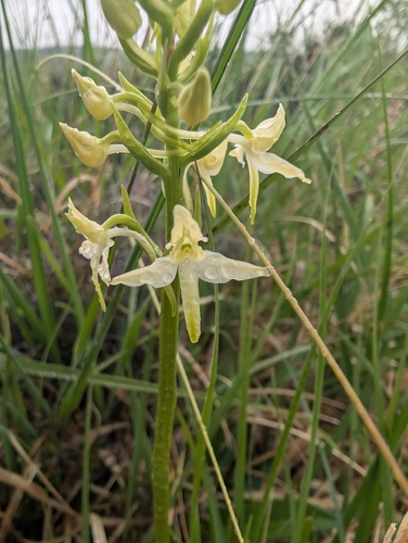 Greater butterfly-orchid