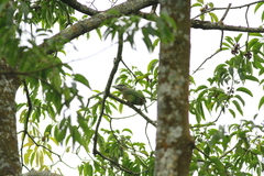 Psilopogon lagrandieri