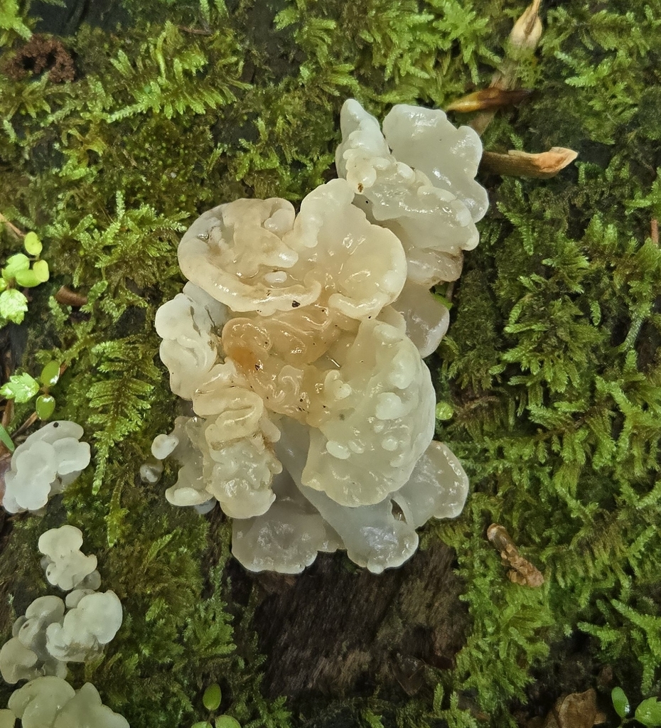 white jelly fungus · May 2026 · photo: Photo: (c) Ben Gruhot, some rights reserved (CC BY) · iNaturalist