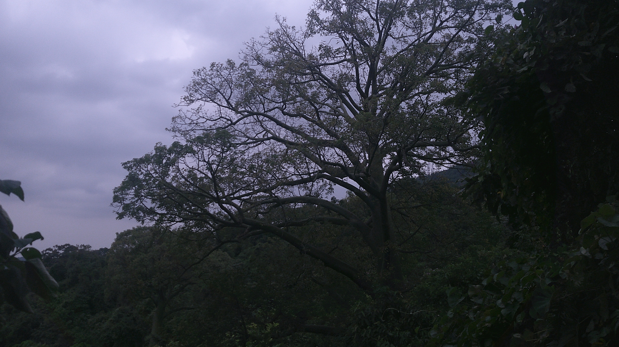 Ceiba trischistandra (A.Gray) Bakh. 2