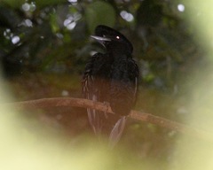 Cephalopterus penduliger