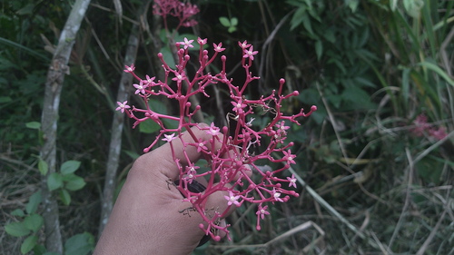 Vasconcellea parviflora, photograph 3