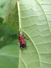 Rhodobaenus quinquepunctatus