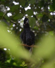Cephalopterus penduliger