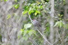 Phaenicophaeus tristis