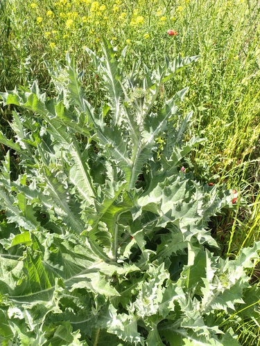 cotton thistle
