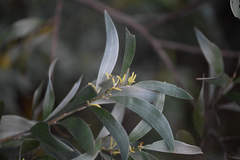 Acacia binervia, photograph (c) Bryce Watts-Parker, some rights reserved (CC BY)