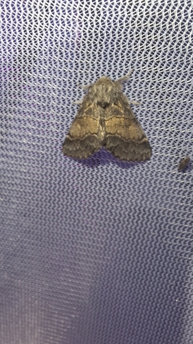 Dusky Marbled Brown