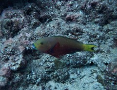 Chlorurus strongylocephalus