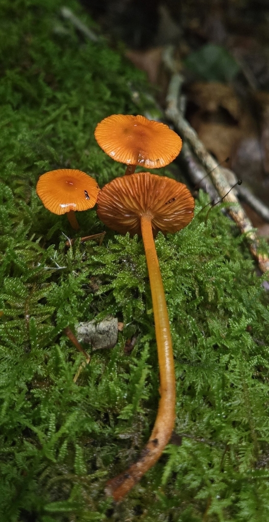 orange mycena · May 2026 · photo: Photo: (c) Ben Gruhot, some rights reserved (CC BY) · iNaturalist