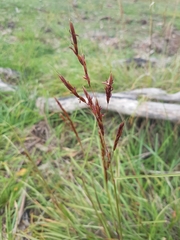 Sorghum leiocladum