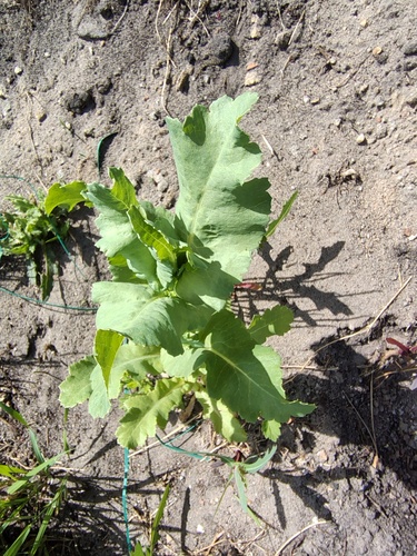 opium poppy