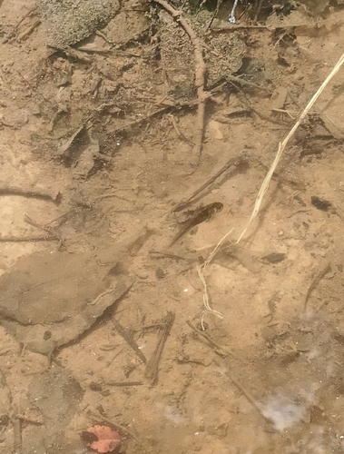 Western Tiger Salamander observed by mattribbit