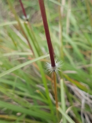 Sorghum leiocladum
