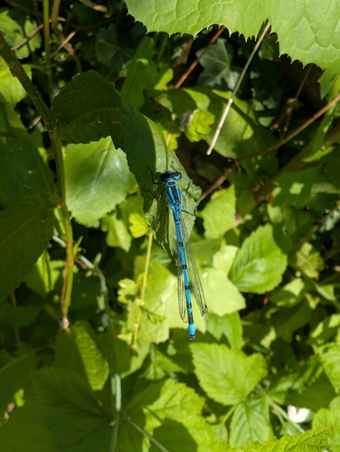 Azure Damselfly