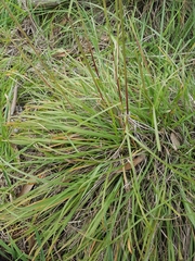 Sorghum leiocladum