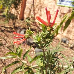 Bouvardia tenuifolia