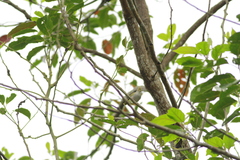 Erpornis zantholeuca