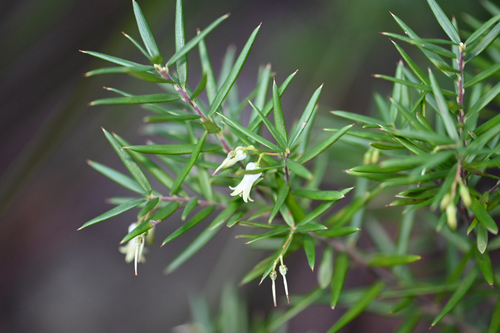 Lissanthe sapida, 2026-05-30