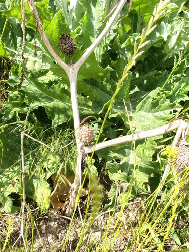 jimsonweed
