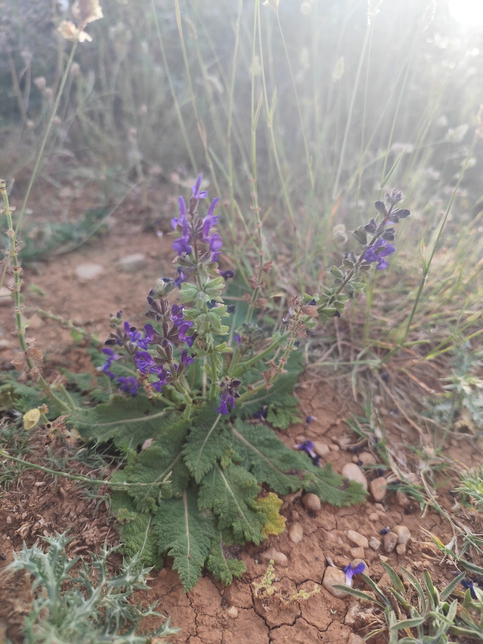 Woodland sage