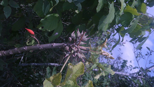 Vasconcellea parviflora