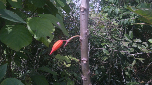 Vasconcellea parviflora, photograph 2