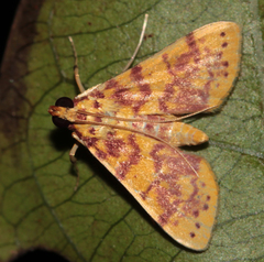Conogethes haemactalis
