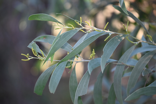 Acacia binervia