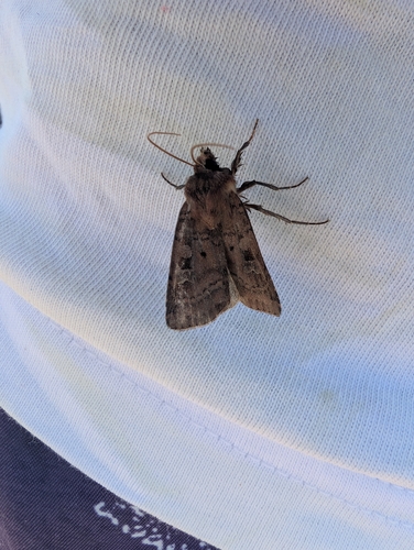 Small Square-spot